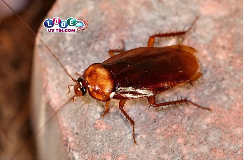 Mơ thấy con gián đánh con gì, có ý nghĩa gì?